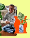 Author's father in the middle cleaning a fiddle leaf plant and propagations around him