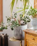 Indoor plants in various pots on a wooden table near a window, with a radiator and lamp nearby.
