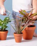 Spraying potted plants with water from glass spray bottle
