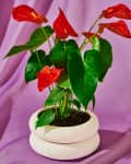red potted flowers in front of backdrop
