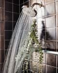 Eucalyptus bouquet hanging in shower
