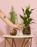 head on shot of assorted hydroponic plants on plant stands, against a pink wall