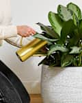 A woman watering a Chinese evergreen plant
