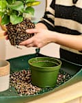 A person repotting a pothos plant on a repotting mat