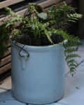 Potted fern in a large ceramic container on a patio with wooden slat fencing.
