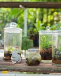 glass terrariums filled with plants