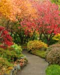 fall garden with trees and shrubs in red and orange shades