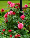 Rose bushes with pink and red blooms in summer