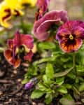 purple and yellow pansies in a planter