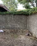 Small backyard corner with bare soil, brick wall, and ivy-covered top.