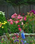 garden bed full of different colored dahlia flowers