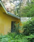 Yellow wooden house exterior with overgrown ferns and bushes, surrounded by tall trees.