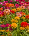 Zinnias in yellow, white, pink, and orange blooming in the garden