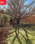 Before: grassy yard with large Japanese maple tree in corner