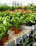 Shelves holding various houseplants for sale at a garden center.