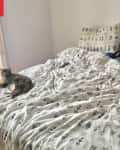 BEdroom before repainting, remodel: white walls, bed with gray, black white bedding, 2 cats on bed, door open to patio