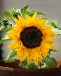 Close-up look at a sunflower bloom in a a terracotta pot
