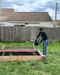 Gardener watering plants in newly built raised bed.