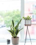 Potted plants on a windowsill, including a snake plant, cactus, and a plant on a tall stand, with a blurred city view.