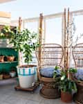 Two wicker chairs with blue cushions on a balcony, surrounded by potted plants and bamboo fencing.