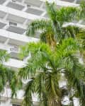 White building with multiple balconies and lush green palm trees in the foreground.