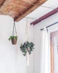 Hanging plants in macramé holders from a wooden ceiling beam in a bright room.
