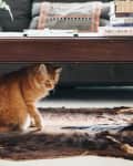 Orange cat sitting under a wooden coffee table with books and a potted plant on top.