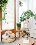 Living room with cream sofa, blue and white pillows, plants, and a dog on a woven basket bed.