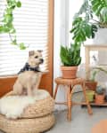 Small dog with a bandana sits on woven poufs in a bright room with various potted plants and a wooden shelf.