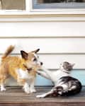 Dog and cat playfully interacting on a wooden deck in front of a white siding wall.