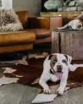 Two dogs on cowhide rugs in a living room with a brown leather sofa and a wooden stump table.