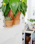 Person working on a laptop at a small desk, surrounded by plants and clothes on hangers in a bright room.