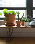 Cat lounging on a wooden bench with potted plants and a brass watering can by a window.