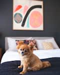 Small brown dog sitting on a bed with colorful abstract art on a dark wall behind.