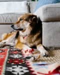 Dog lying on a colorful patterned rug next to a gray sofa with decorative pillows.