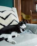 Black and white cat lounging on a cream sofa with a chevron blanket, dining table and chairs in the background.