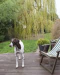 Dog standing on wooden deck next to a striped deck chair, with lush garden and willow tree in the background.