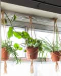 Three potted plants in macrame hangers by a window with white curtains.