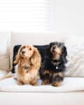 Two dachshunds sitting on a cream sofa with black and fluffy white pillows.