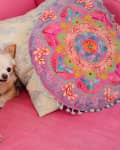 Chihuahua nestled among colorful patterned pillows on a pink sofa.