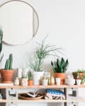 Indoor plants in various pots on a wooden shelf, with a round mirror above and a black chair to the side.