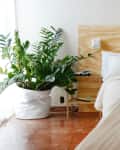 Bedroom with a wooden headboard, white bedding, large potted plant, and small shelf with a toy car.