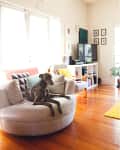 Dog lounging on a round beige chair in a bright living room with wooden floors, colorful cushions, and a TV stand.