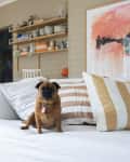 Small dog sitting on a white sofa with striped pillows, shelves with decor, and abstract art in the background.