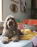A dog sitting on a couch with a throw and some pillows