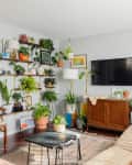 Living room with wall-mounted TV, wooden cabinet, colorful art, and shelves filled with various potted plants.