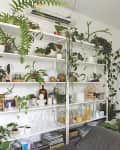 Bookcases filled with plants