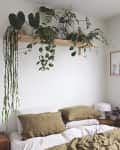 A plant shelf hung above a bed