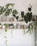 Shelves with various potted houseplants, including ferns and philodendrons, against a light wall.
