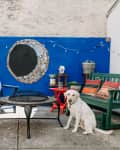 Patio with blue chairs, red tables, a fire pit, mosaic wall art, potted plants, and a white dog sitting on the ground.